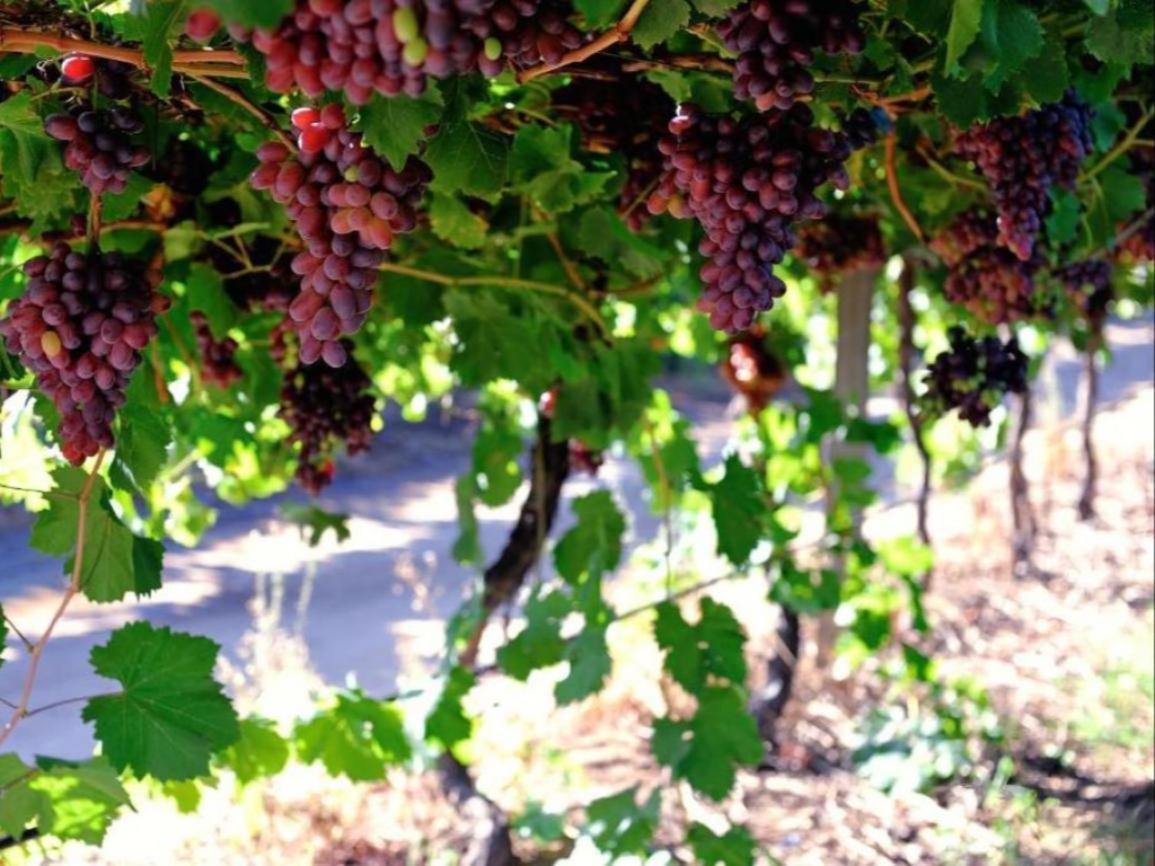 Mymering Wine & Guest Estate لاديسميث المظهر الخارجي الصورة